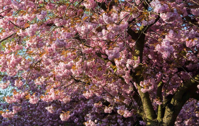 The Birmingham Stammering Support Group Tree blossom