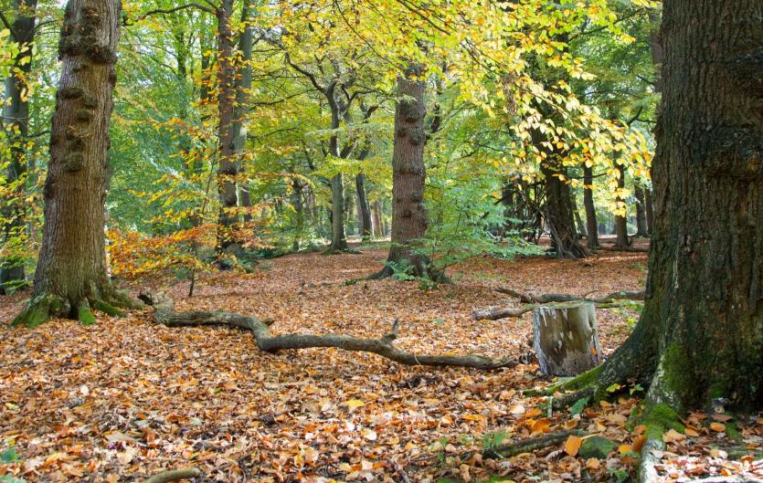 London 10 Peaks Challenge (August) A woodland scene