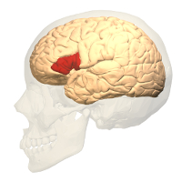 Illustration of the Broca's area region of the brain