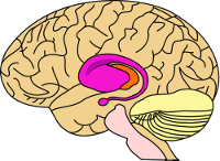 Illustration of the Striatum region of the brain